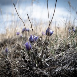 Crocus   Hi Res   LTR